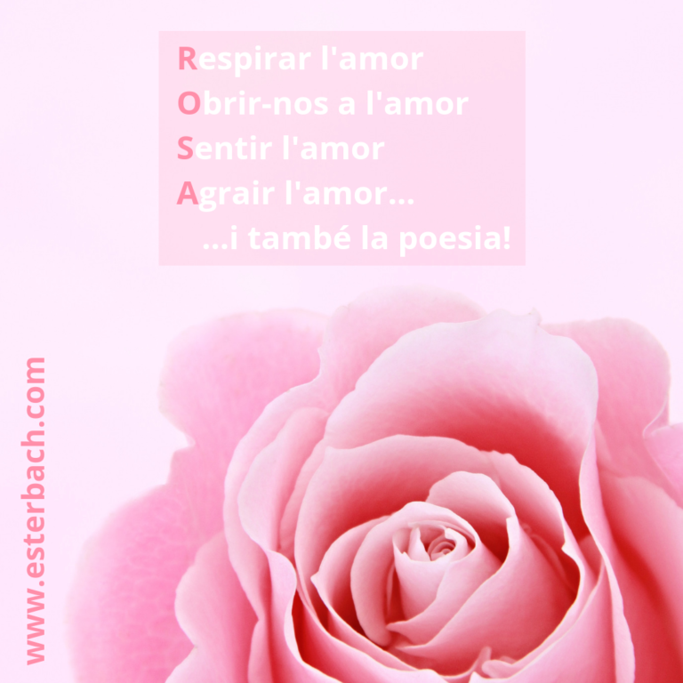 Una rosa per Sant Jordi | Una rosa por Sant Jordi