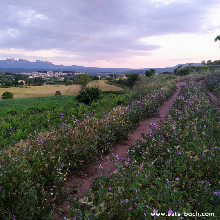 Oxigenant cos i ment per camins rurals | Oxigenando cuerpo y mente por caminos rurales