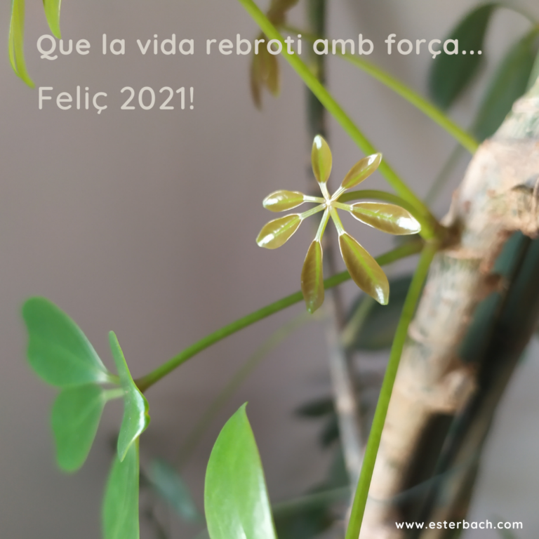 Que la vida rebroti amb força…Feliç 2021! | Que la vida rebrote con fuerza…¡Feliz 2021!